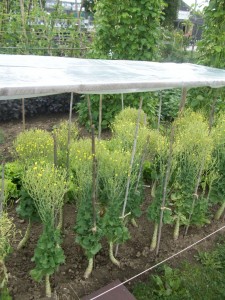 Regenschutz für blühenden Salat